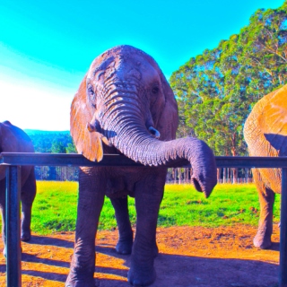 Sunshine and Elephants