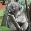 Random Koala Mix