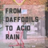 From daffodils to acid rain