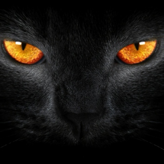 Black cat mix 2