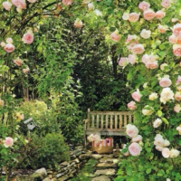 Rose garden I 