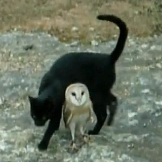 the owl and the pussycat