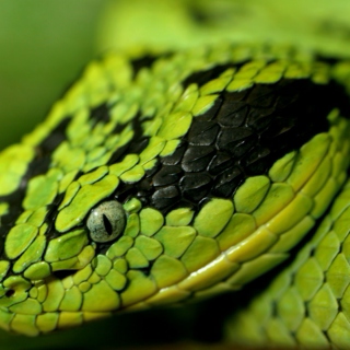 the incredible thing about snakes (or, one in ten: the knuckle-dragger tape)