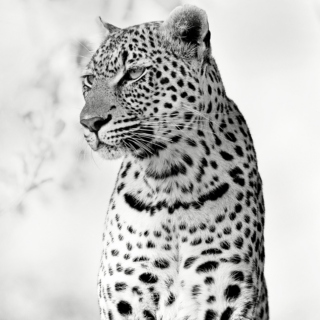 The Temper Jaguar