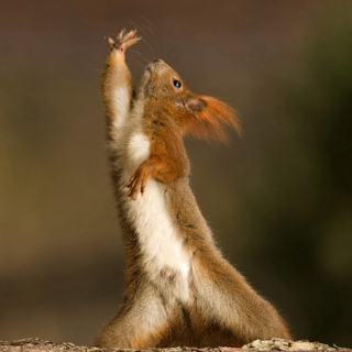 Dance like a squirrel