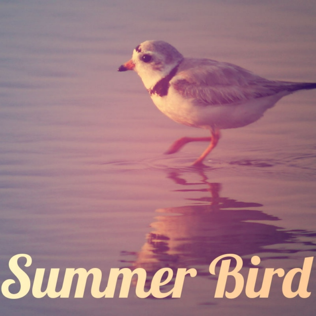 Summer Bird