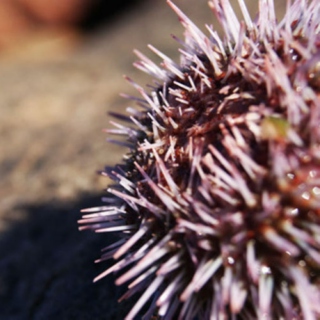 A Sea Urchin's Birthday