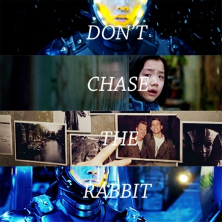 don't chase the rabbit