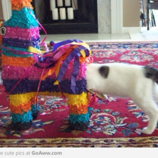 Oh Look, a Cat in a Piñata