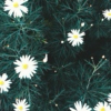 plain daisies