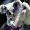 Koala's Meaningful Songs