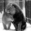 Lions in the snow