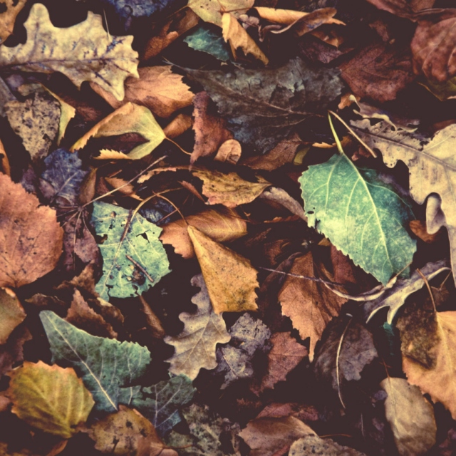 8tracks radio | collapsed into Autumn (30 songs) | free and music playlist