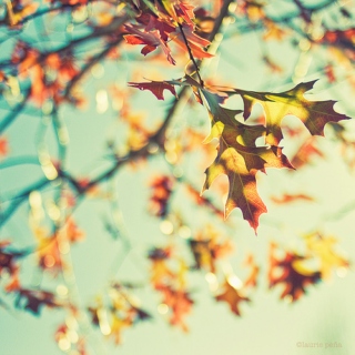 ✤ autumn leaves ✤ 