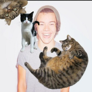 Harry Styles and Cats