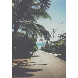 ♛ tropical ♛
