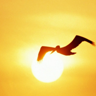 Fly Into the Sun