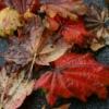 Red Leaves and Wet Feet