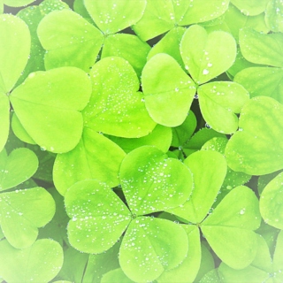 cloves and clovers