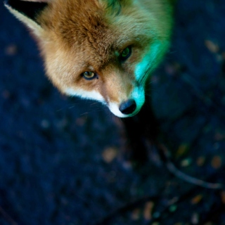 ultimate fox!