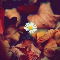Days of a Daisy: Autumn