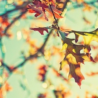 -Fall-