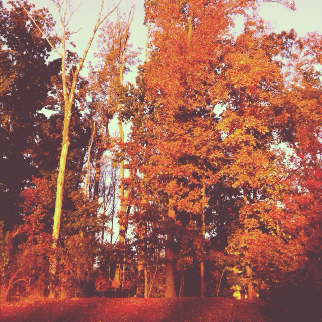Autumn VI