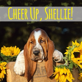Cheer Up, Shellie