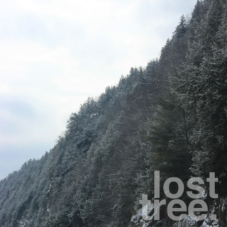 lost tree.