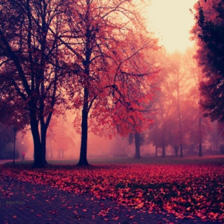 Autumn Colours.