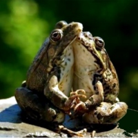 Cool Frogs In Love