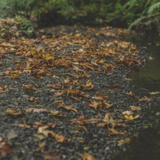 leaf-strewn, rainy, crunchy, flannels, fall