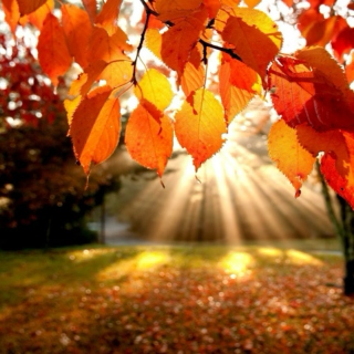 Colourful Autumns