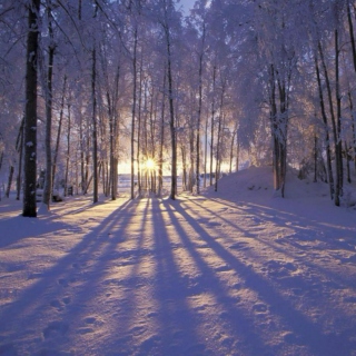 Violet Sunsets & Snow-Eyed Trees