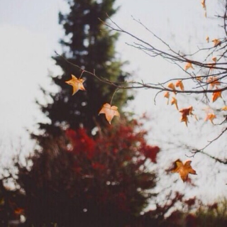 autumn leaves (✿◠‿◠)