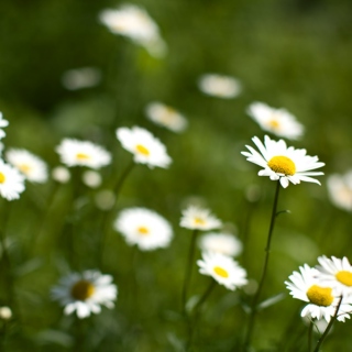 Have A Daisy Day