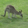 dear kangaroo,
