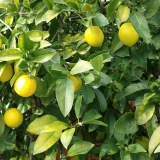 Lemon tree Mix