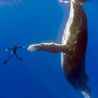Whale High-Five