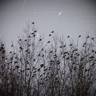Where crows go to sing: winter 2012