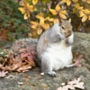 Cute, Chubby, White Squirrel