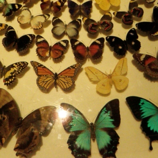 I Almost Wish We Were Butterflies...
