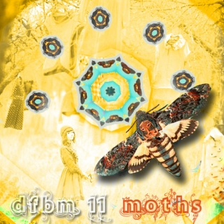 dfbm #11 - moth