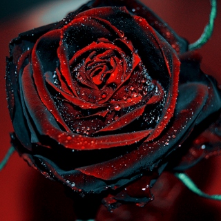 Can you turn my black roses red?