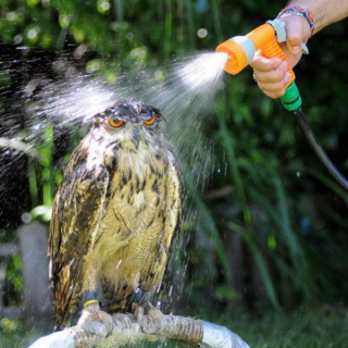 This owl has been hosed.