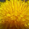 There's Nothing Wrong With Dandelions