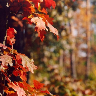 autumnal.