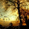 rainy autumnal mornings