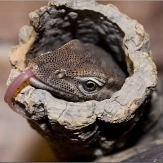 Start your day like a Mournful Tree Lizard