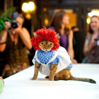 Cat Fashion Show 